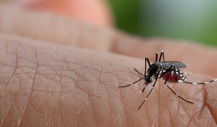 Swapnasundaree | डेंगू और मलेरिया होने वालों को कोरोना नहीं होने की...
